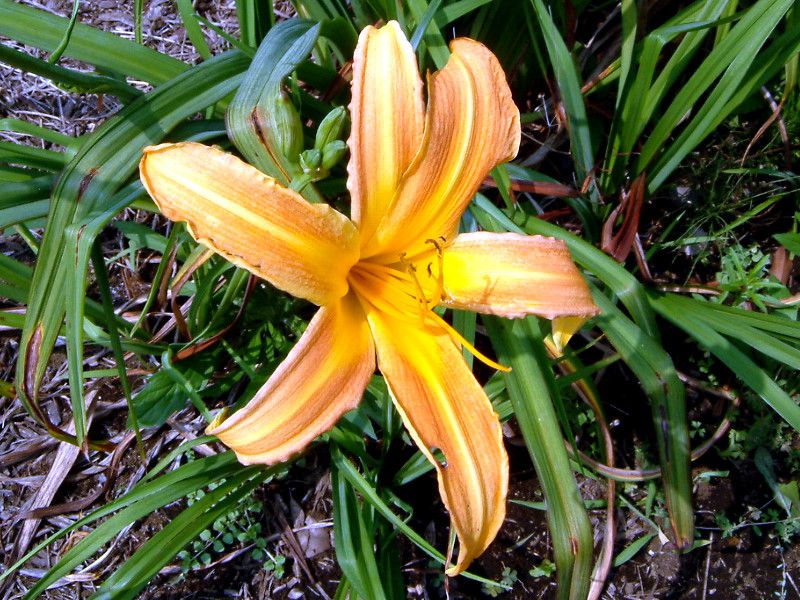 wJX(hemerocallis)